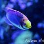 saltwater fish - cirrhilabrus lubbocki - lubbock's fairy wrasse stocking in 150 gallons tank - Tricolour Wrasse
