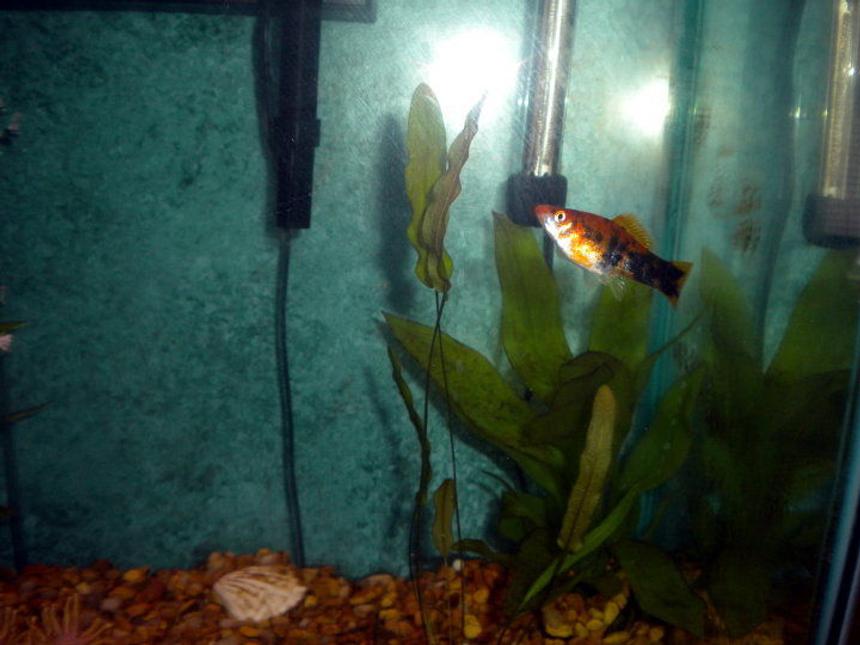 Rated #144: Freshwater Fish - Xiphophorus Maculatus - Platy Stocking In 29 Gallons Tank - I like taking pics