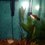freshwater fish - xiphophorus maculatus - platy stocking in 29 gallons tank - I like taking pics