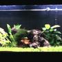 125 gallons planted tank (mostly live plants and fish) - 125gal. 9-month old planted tank