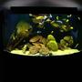 92 gallons freshwater fish tank (mostly fish and non-living decorations) - 92g Corner of Lake Malawi