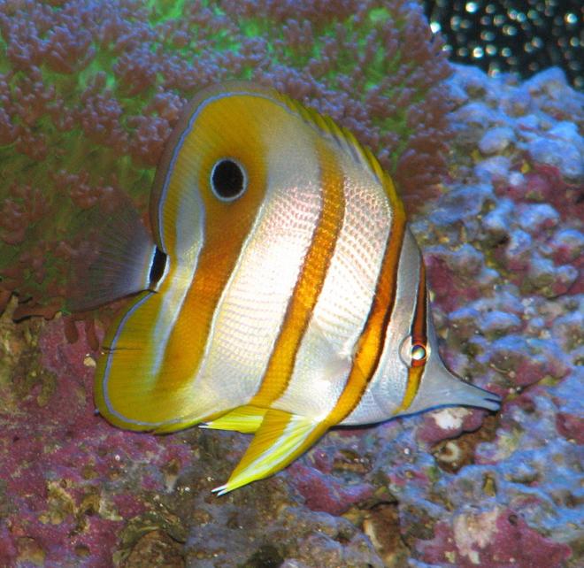 saltwater fish - chelmon rostratus - copperband butterflyfish stocking in 125 gallons tank - Copperband Butterflyfish & Green Hairy Mushroom
