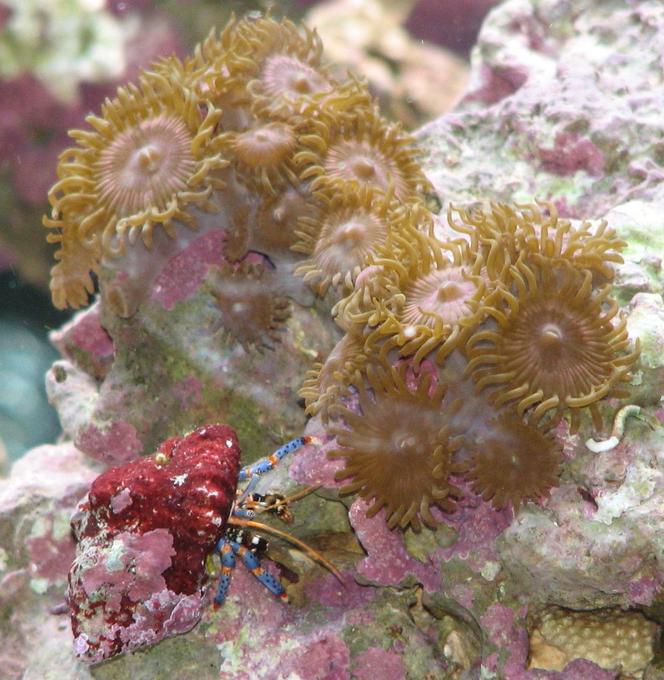 corals inverts - clibanarius tricolor - dwarf blue leg hermit crab stocking in 125 gallons tank - Dwarf Blue Leg Hermit & Pink Zoos