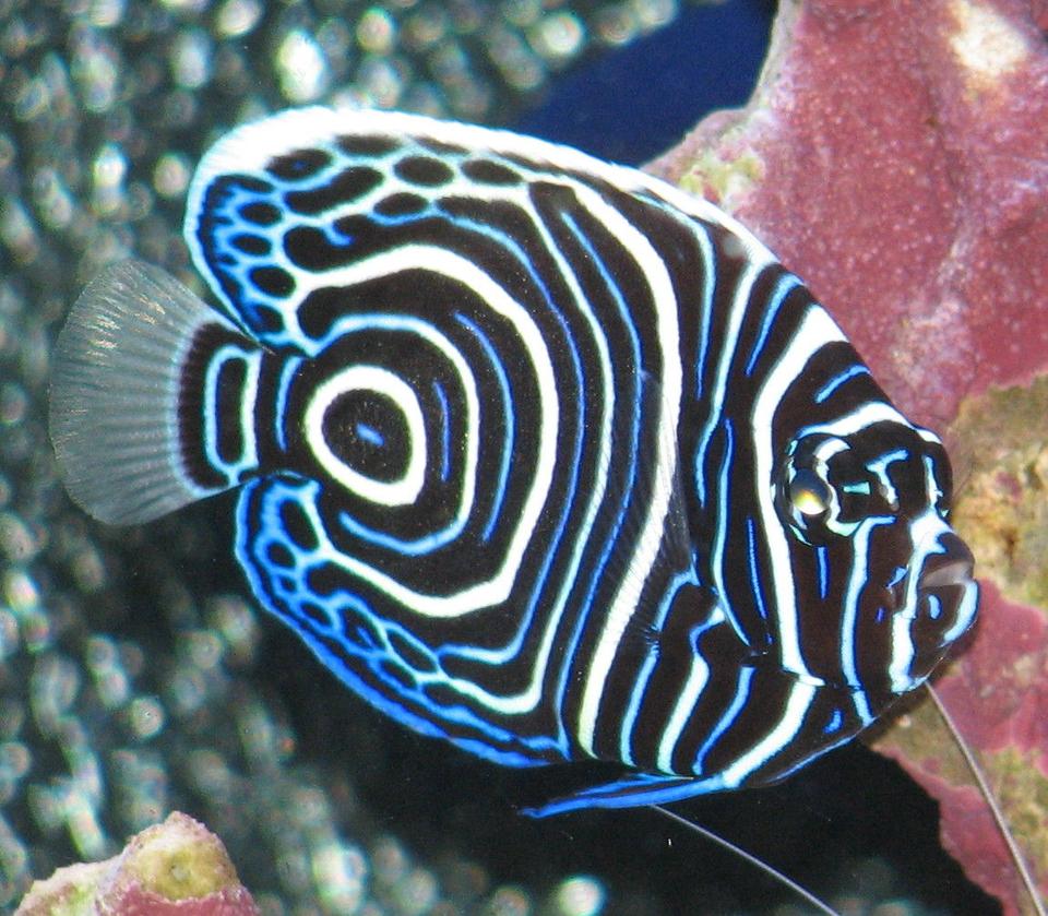 saltwater fish - pomacanthus imperator - emperor angelfish stocking in 125 gallons tank - Juvenile Emperor Angel