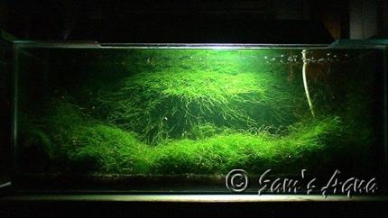 12 gallons planted tank (mostly live plants and fish) - My L- 30 inches x W- 12 inches x H- 12 inches
Moss only.
Some yamato shrimps & a pair of Badis bengalensis.