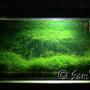 12 gallons planted tank (mostly live plants and fish) - My L- 30 inches x W- 12 inches x H- 12 inches Moss only. Some yamato shrimps & a pair of Badis bengalensis.