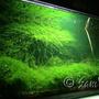 fish tank picture - My moss tank
