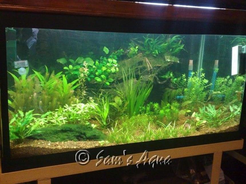 Rated #55: 12 Gallons Planted Tank - my 4 feet planted tank