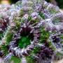 corals inverts - acanthastrea lordhowensis - acan green goblin stocking in 28 gallons tank - green goblin acan