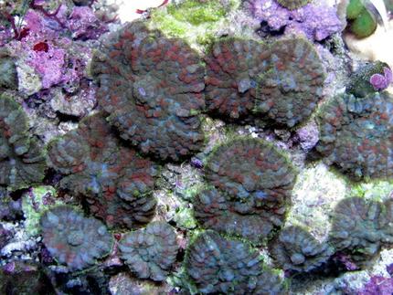 corals inverts - rhodactis sp. - green mushroom stocking in 28 gallons tank - shrooms