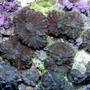 corals inverts - rhodactis sp. - green mushroom stocking in 28 gallons tank - shrooms