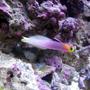 saltwater fish - nemateleotris helfrichi - firefish, helfrichi stocking in 28 gallons tank - helfrichi firefish