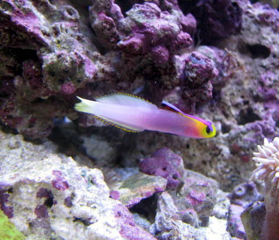 saltwater fish - nemateleotris helfrichi - firefish, helfrichi stocking in 28 gallons tank - helfrichi firefish