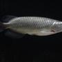 freshwater fish - scleropages jardini - jardini arowana stocking in 60 gallons tank - Jardini Arowana