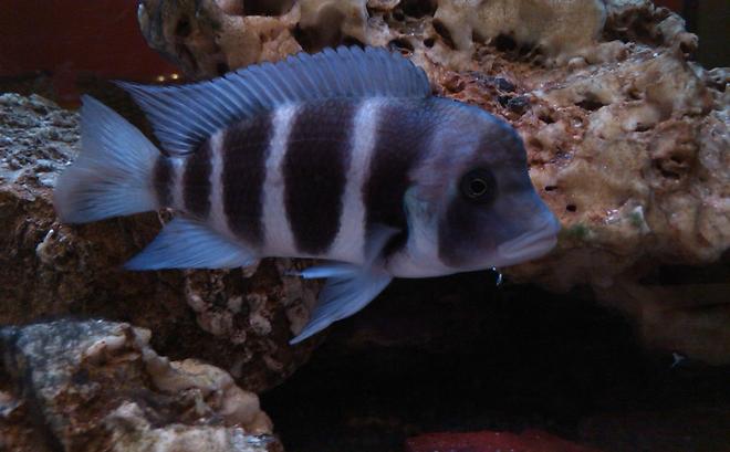 freshwater fish - cyphotilapia frontosa - frontosa cichlid stocking in 185 gallons tank - My Male Frantosa