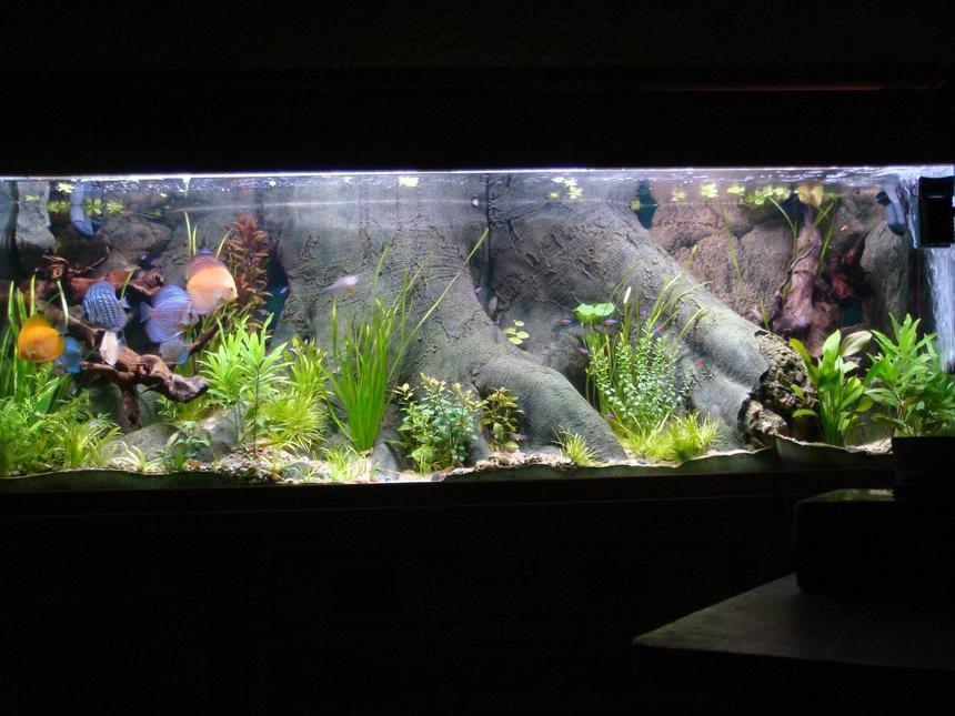 Rated #16: 120 Gallons Planted Tank - Sea shell tank on solid oak base.