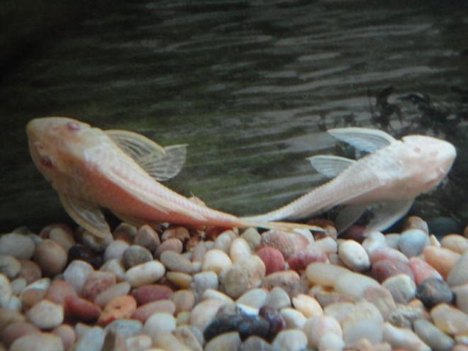 freshwater fish - glyptoperichthys gibbiceps - albino sailfin pleco stocking in 60 gallons tank - Albino Sailfin Pleco's