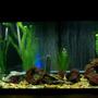 55 gallons freshwater fish tank (mostly fish and non-living decorations) - 55 Gallon Brackish Water