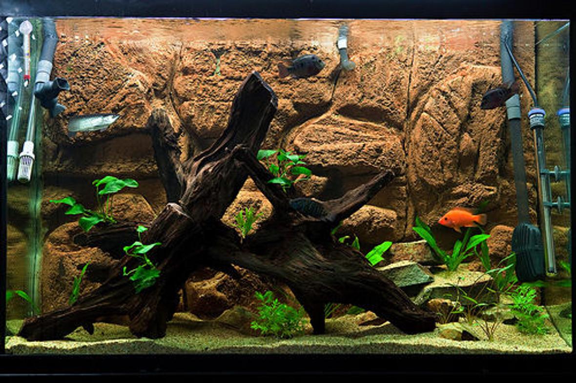 110 gallons freshwater fish tank (mostly fish and non-living decorations) - SA/CA growout tank with diy background, malay driftwood, sand, low-light plants Filtration: FX5, JBJ Reaction 4 w/UV