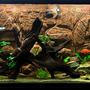 110 gallons freshwater fish tank (mostly fish and non-living decorations) - SA/CA growout tank with diy background, malay driftwood, sand, low-light plants Filtration: FX5, JBJ Reaction 4 w/UV