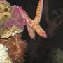 corals inverts - fromia sp. - marble sea star stocking in 125 gallons tank - Marble sea star hangin out