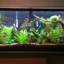 55 gallons planted tank (mostly live plants and fish) - Just under a year into the hobby.