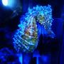 saltwater fish - hippocampus erectus - black seahorse stocking in 40 gallons tank - Female H.Erectus