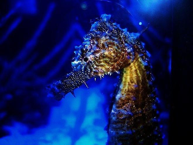 saltwater fish - hippocampus erectus - black seahorse stocking in 40 gallons tank - Hippocampus Erectus
