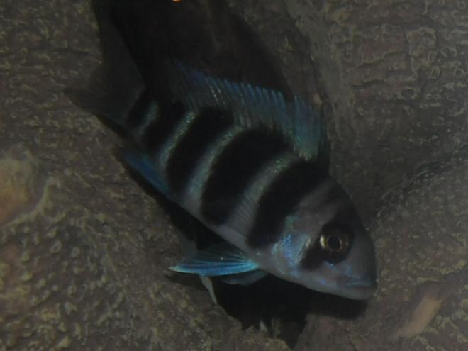 freshwater fish - cyphotilapia frontosa - frontosa cichlid stocking in 20 gallons tank - My baby Frontosa.