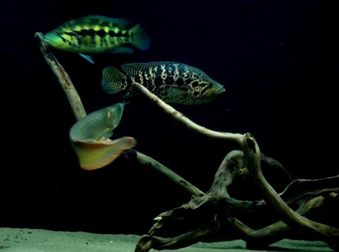 freshwater fish - parachromis managuensis - jaguar cichlid stocking in 150 gallons tank - Silver Arowana, Jaguar and Wolf Cichlid