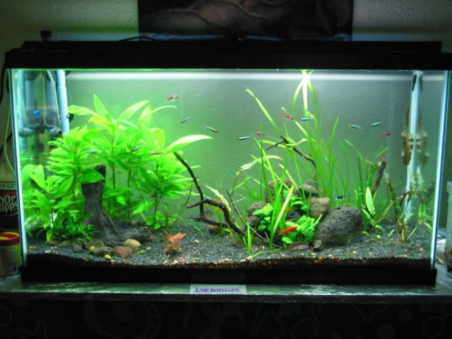 10 gallons planted tank (mostly live plants and fish) - 38 Gallon Planted Tank