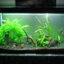10 gallons planted tank (mostly live plants and fish) - 38 Gallon Planted Tank