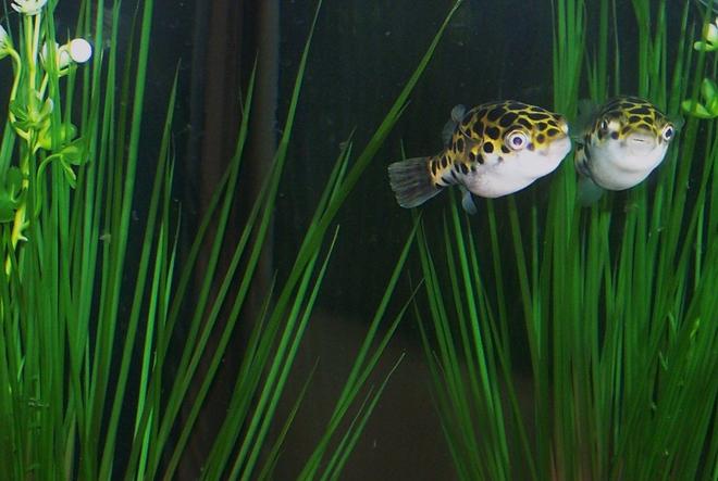 freshwater fish - tetraodon nigroviridis - green spotted puffer stocking in 55 gallons tank - Green Spotted Puffer..."Stay Puffed" For sure the smartest fish in the tank!!! Many people told me my puffer would be a major threat in my community tank but he is totally mellow and has not caused any trouble at all. This picture was taken as he descends back down to the bottom into his fav hide out to rest after playing in the bubble curtain for a good 30 minutes. I love my puff:)