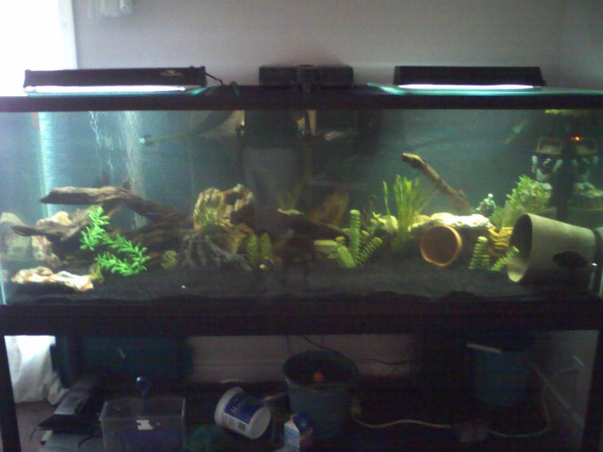 Rated #274: 180 Gallons Freshwater Fish Tank - 180 gallon with a couple fish in it had 6 oscars but we sold them and starting over.