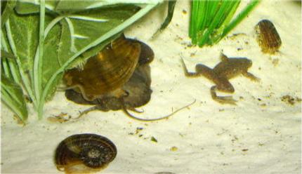 corals inverts - pomacea canaliculata - apple snail stocking in 36 gallons tank - here is Gypo my dwarf green Congo frog, the troublesome dude he is! along with  Rita my apple snail a 2 tiny rams horn snails