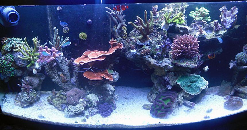 Rated #9: 72 Gallons Reef Tank - My 72g SPS tank