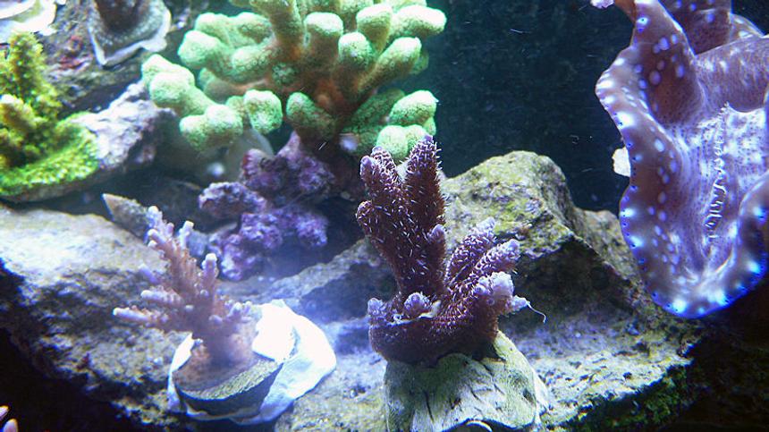 Rated #20: Corals Inverts - Tridacna Derasa - Derasa Clam Stocking In 72 Gallons Tank - 1