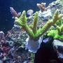 corals inverts - acropora yongei - bali green slimer stocking in 72 gallons tank - 2
