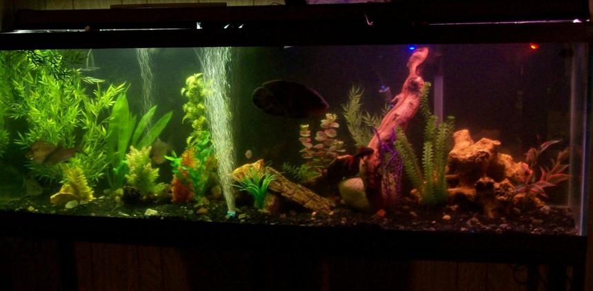 Rated #203: 55 Gallons Freshwater Fish Tank - magnum 350 and Ehiem ecco canister filters.  My lighting is either made up of 5 Submersible LED lights 2 green, 2 blue, and one red in the volcano. Or two 20"  double bulb plant/aquarium light w/ or w/o already mentioned submerged LEDs.