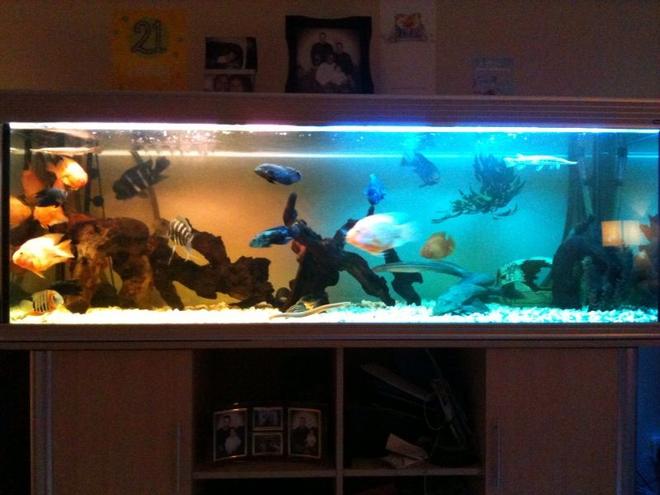 132 gallons freshwater fish tank (mostly fish and non-living decorations) - tropical tank with many fish,good filteration is the key