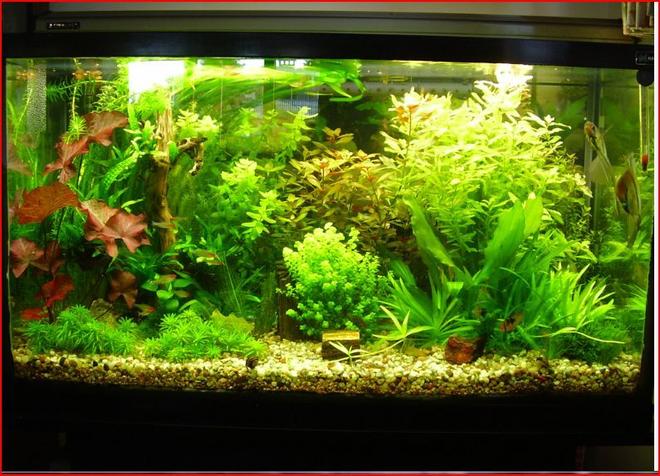 50 gallons planted tank (mostly live plants and fish) - just another pic