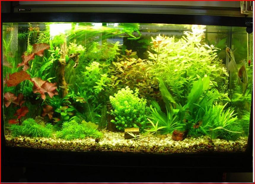 Rated #14: 50 Gallons Planted Tank - just another pic