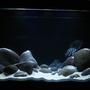 fish tank picture - Biotope as Possible