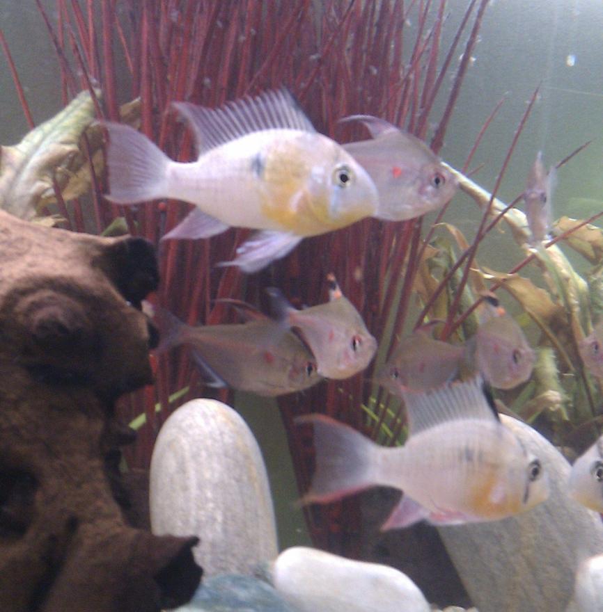 Rated #58: Freshwater Fish - Microgeophagus Altispinosa - Bolivian Ram Stocking In 25 Gallons Tank - My Bolivian Rams with BleddingHeart tetras in background