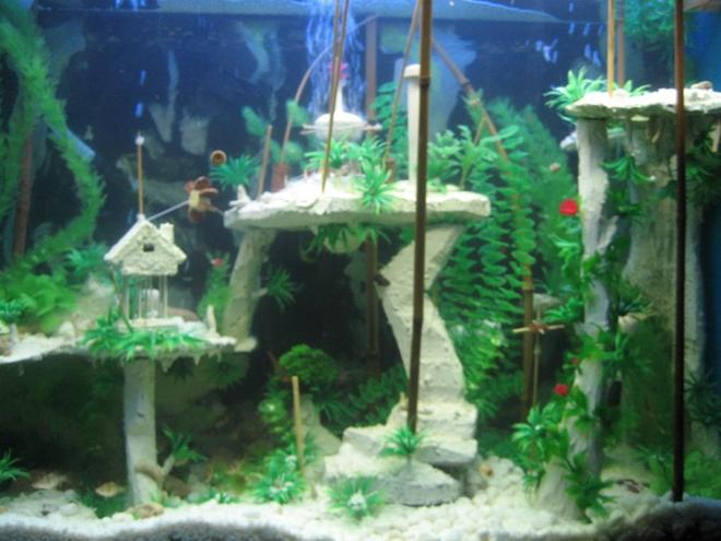 80 gallons freshwater fish tank (mostly fish and non-living decorations) - Atlantis - the buried city