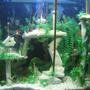 80 gallons freshwater fish tank (mostly fish and non-living decorations) - Atlantis - the buried city