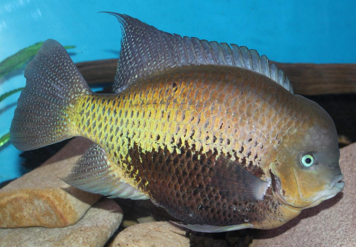 freshwater fish - cryptoheros cutteri - cutteri cichlid stocking in 200 gallons tank - My big Cichlid Coota, not sure what type though