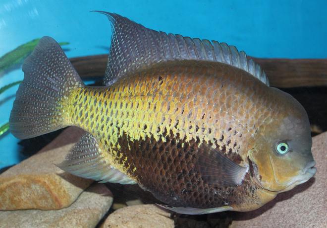 freshwater fish - cryptoheros cutteri - cutteri cichlid stocking in 200 gallons tank - My big Cichlid Coota, not sure what type though