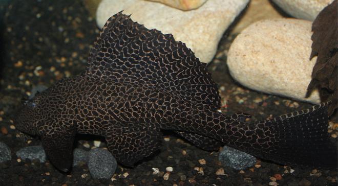 freshwater fish - glyptoperichthys gibbiceps - sailfin pleco (l-83) stocking in 200 gallons tank - my pleco