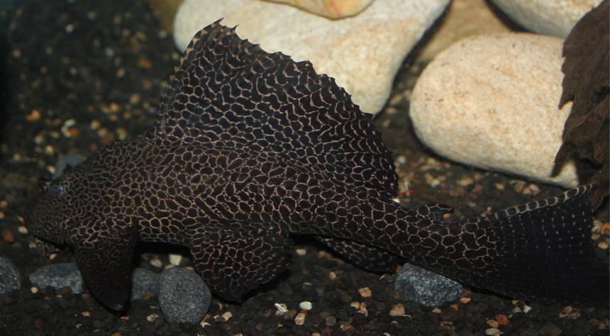 Rated #78: Freshwater Fish - Glyptoperichthys Gibbiceps - Sailfin Pleco (l-83) Stocking In 200 Gallons Tank - my pleco